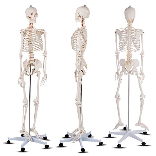 GIANTEX 70.8" Life Size Skeleton Model, with Roller Stand, 2 Casters with Brake, Removable Parts, Anatomical Poster and Dust Cover, Human Skeleton Model for Anatomy