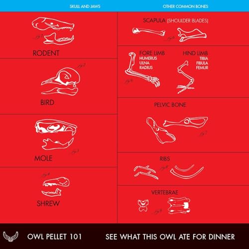 Copernicus Toys Real Owl Pellet kit Dissect Real owl pellets | Bone Chart Included