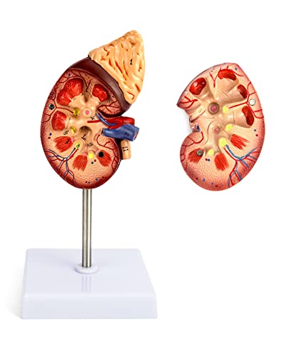 QWORK Life-Size Human Kidney Model, Educational Anatomy Replica Two-Part Structure Teaching Tool for Classroom and Biology Study