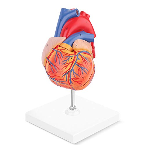 LYOU Human Heart Model, 2-Part Life Size Anatomically Accurate Numbered Heart Medical Model Shows 48 Anatomical Internal Structures, Held Together with Magnets on Base