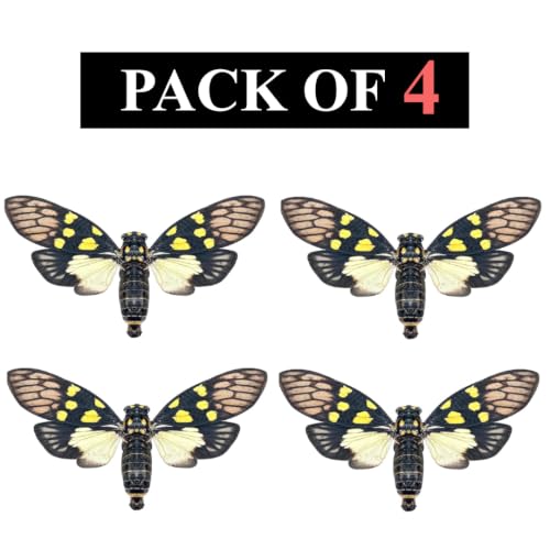 4 Real Cicada Specimens Mounted Insect Taxidermy Entomology Art Set VE79X4 - color: 4 Real Cicada #79