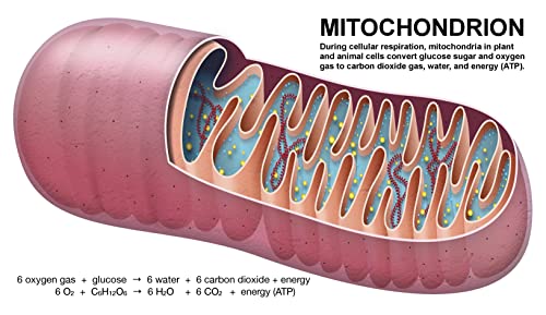 Photosynthesis and Cellular Respiration Molecular Model Set