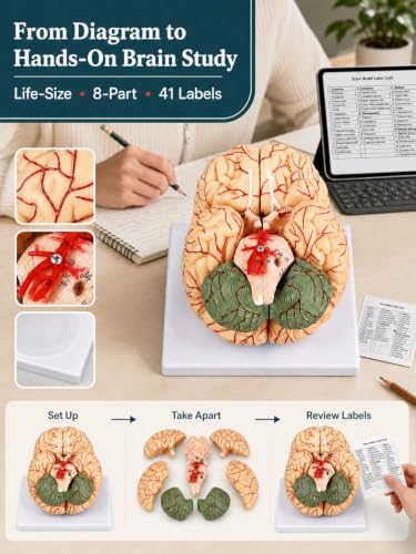 Human Brain Model, 41 Numbered Brain Anatomy Model, Life-Size, 8 Parts