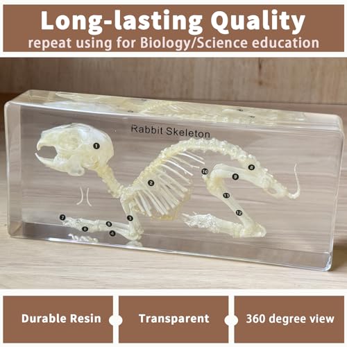 Real Rabbit Skeleton Specimen in Resin-Real Animal Bones for Biology Science Education, Anatomy Study, Gothic Home Decor & Unique Gift,Animal Skull(7.87×3.54×1.57) - color: Rabbit skeleton