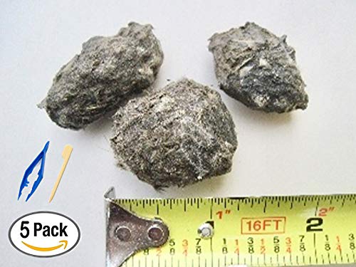 Premium Barn Owl Pellets, Small: 1.25"-1.5" (Pack of 5) - Free Bone ID Chart, 5 Forceps, 5 Paddle Picks, and Teaching Guide Included!