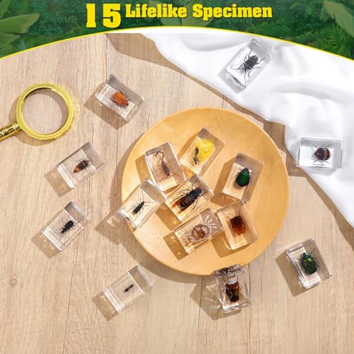 15 Insect specimens,Real Specimens of Various Butterflies and Beetles Made of Resin, Used for Science Classroom Science Education Animal Specimens, Bug Preserved,Oddities, Biology (15 Pcs Beetles) - color: 15 Pcs Beetles