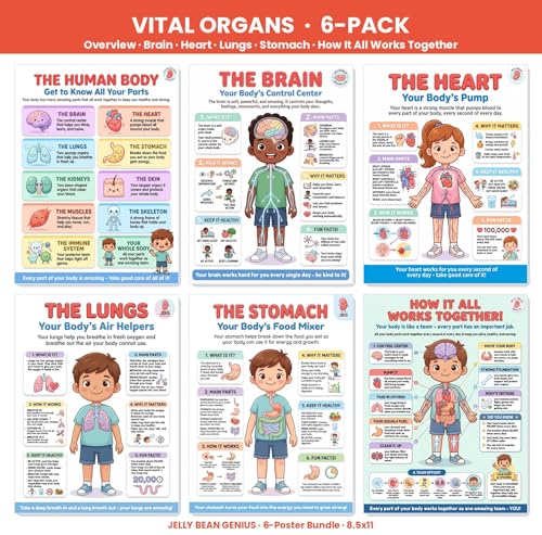 JELLY BEAN GENIUS Human Body Posters Set of 6 – Laminated Dry-Erase Anatomy Charts for Classroom & Homeschool | Brain Heart Lungs Stomach Science Wall Posters 8.5x11 - color: Human Body Set of 6