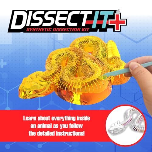 Dissect-It, Rattlesnake Dissection Kit, STEM Toys for Kids, Ages 6+