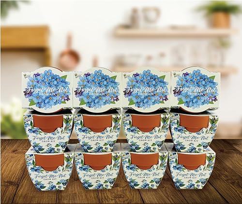 BUZZY Seeds Forget-Me-Not Grow Kit 12-Pack, Terracotta Pots, Daydream - color: 12pk Forget-me-not