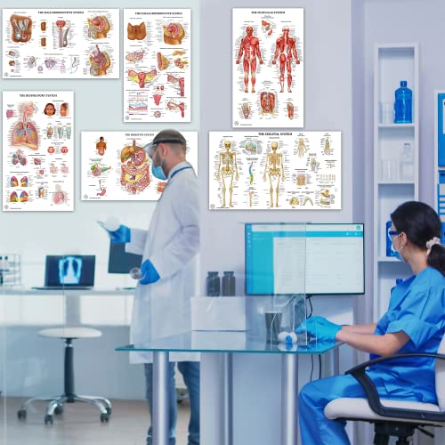 11 Human Anatomy Posters for Walls 18x30 - Medical Posters - Health Posters