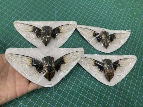 4 Real Cicada Specimens Unmounted Open Wings Taxidermy Bugs Set VE102X4 - color: 4 Beetle #102
