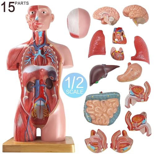 Human Body Deluxe Musculature Model, 16 Pcs Removable 17 Inch Human Torso