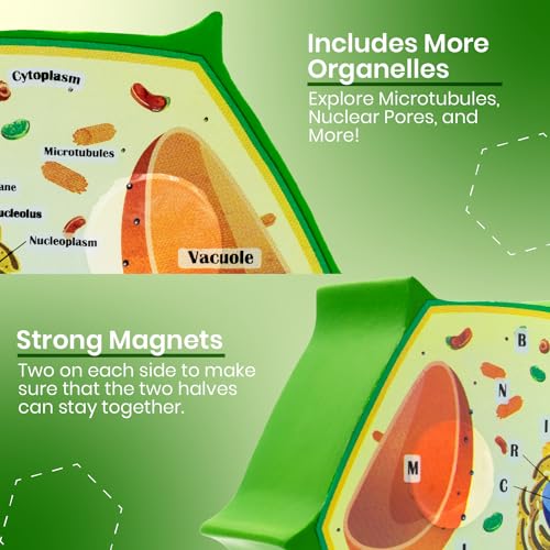Cross Sectional Foam Plant Cell Model | Learning, Teaching, STEM Kits