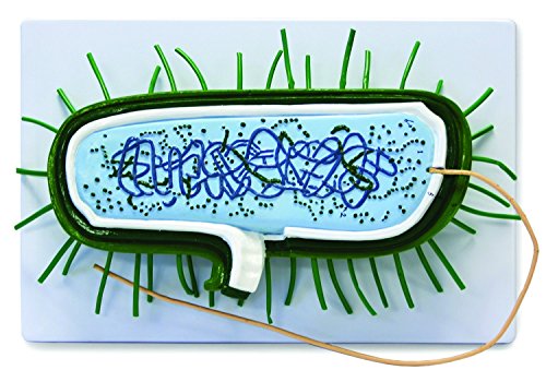 VAA504 Bacterial Model | 10000X Enlarged | Prokaryotic Bacteria Cell | Shows Cell Wall, Cytoplasmic Membrane, Cytoplasm, Nucleoid, Ribosomes, PILI and Flagella | Manual Included