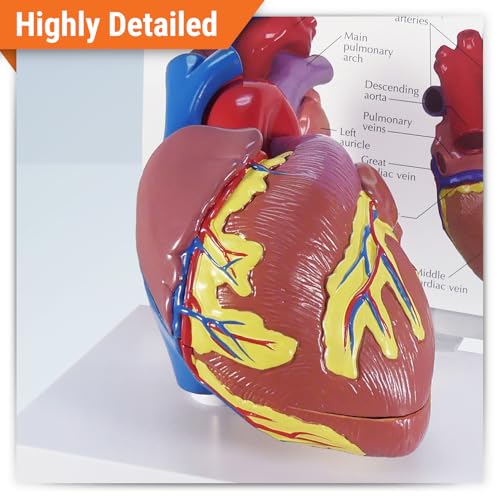 GPI Anatomicals Heart Model - style: Heart Model