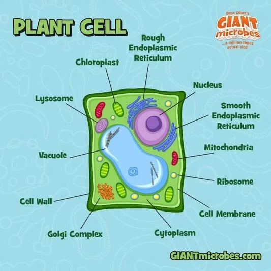 GIANT MICROBES Plant Cell Plush, Plant Cell Model, Anatomy Model, Plant Plush Toy, Cell Biology, Physiology, Biology Classroom Decor, Plant Anatomy
