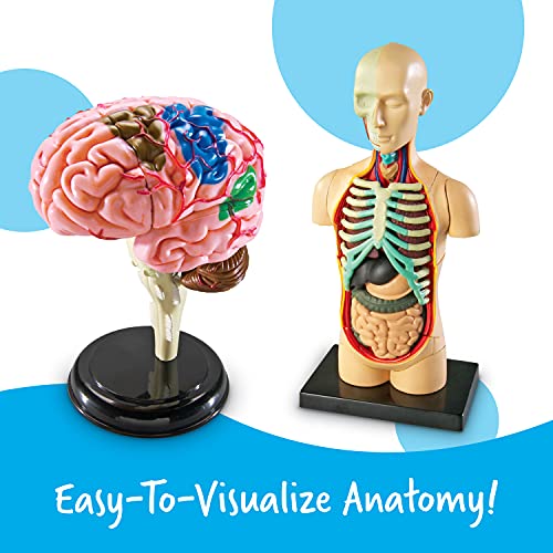 Learning Resources Anatomy Models Bundle Set