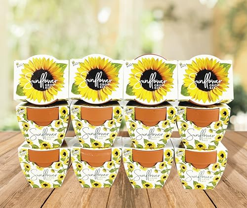 BUZZY Seeds Sunflower Grow Kit 12-Pack, Terracotta Pots, Indoor Garden - color: 12pk Sunflower