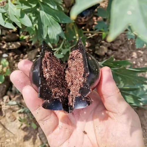 Reusable Grafting Balls – 10pcs High Pressure Rooting Tools for Garden - Black