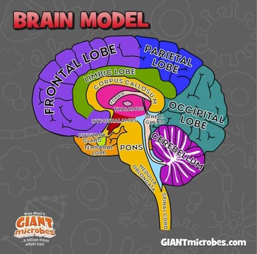GIANTmicrobes Brain Model Anatomy Plush with Embroidered Details