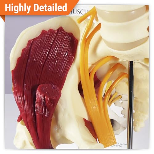 GPI Anatomicals Muscled Hip Model, Replica of Right Hip Joint - style: Muscled Hip with Sciatic Nerve