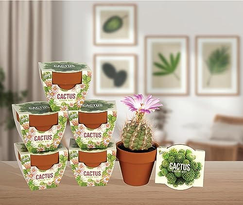 Buzzy Seeds Cactus Grow Kit 6-Pack, Mini Terracotta Pots, Indoor Garden - color: 6pk Cactus