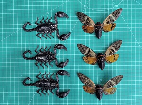 6 Real Cicada Scorpion Specimens Mounted Insect Collection UM-09 - color: 6 Real Cicada Scorpion