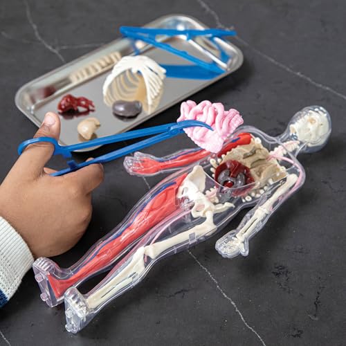 Human Body Anatomy Model Kit – 31-Piece Interactive STEM Set with 9 Squishy Organs, Bones, Muscles & Blood Vessels, Forceps & Discovery Guide – Educational Science Tool for Kids 6+