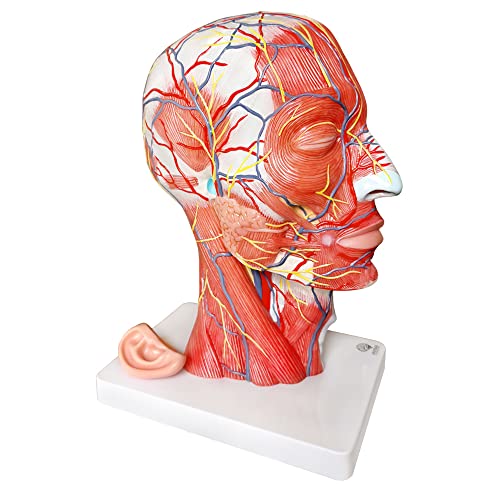 Human Half Head Superficial Neurovascular Model with Musculature, Life Size - style: Classic Model