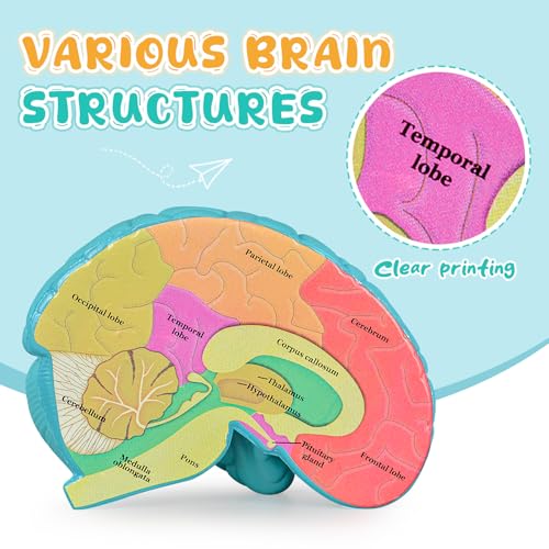 Cross-Section Brain Model, Human Brain Anatomy Model, 2 Pieces Foam Brain for Science Education and Anatomy Learning