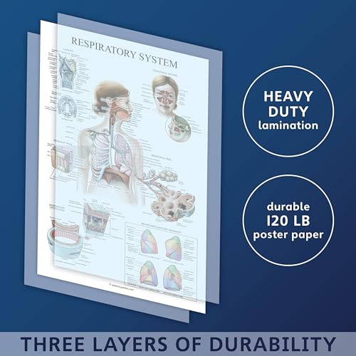 Palace Learning Laminated Respiratory System Anatomical Chart - Lung Anatomy Poster - 18" x 24" - size: 18" x 24"