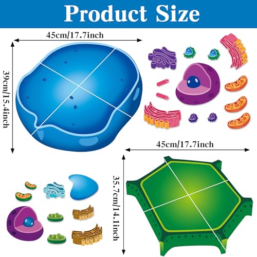 2 Set Magnetic Animal and Plant Cell Model Clearly Magnets Anatomy Models Educational Science Kits Back to School Biology Classroom Decor for Lab Decorations Teacher Must Haves Learning Teaching Aid