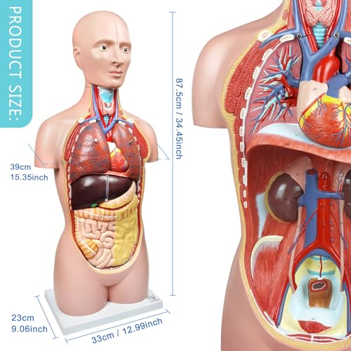 Deluxe Human Body Anatomical Model, 34.5 inch 12 Pcs Removable Human Torso