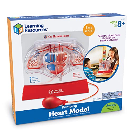 Learning Resources Pumping Heart Model