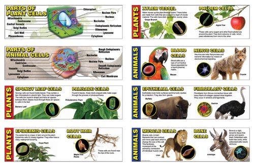 Mark Twain - Cells Bulletin Board Set