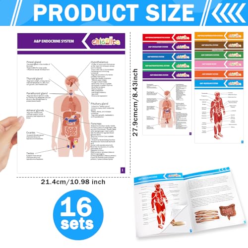 chiazllta 16 Pack Anatomy & Physiology Study Guides Set Human Body Systems Anatomy Study Tools Educational Charts Nursing School Success Bundle for Paramedic Medical School Students