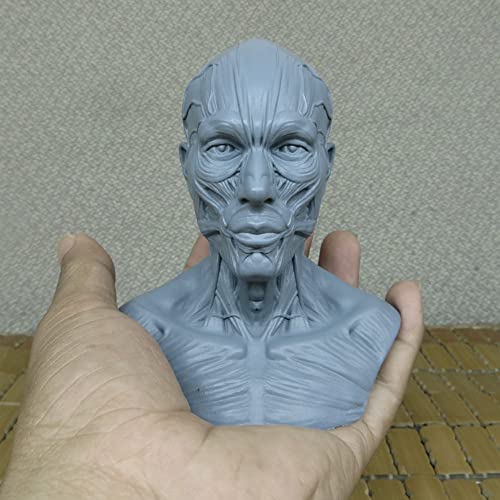 Human Head Muscle Anatomical Model, Facial Bust for Drawing Study Blue - color: Blue