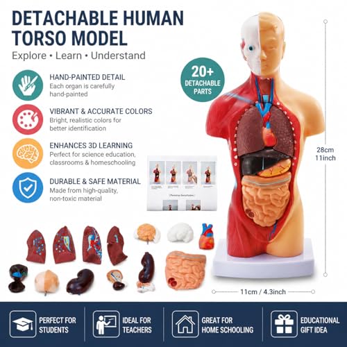 ZENFUN 11 inch Human Body Model for Anatomy, 15 Pcs Removable Human Torso Anatomical Model with Heart Head Skull Brain Skeleton, Digestive System Model for Teaching, and Medical Education Display