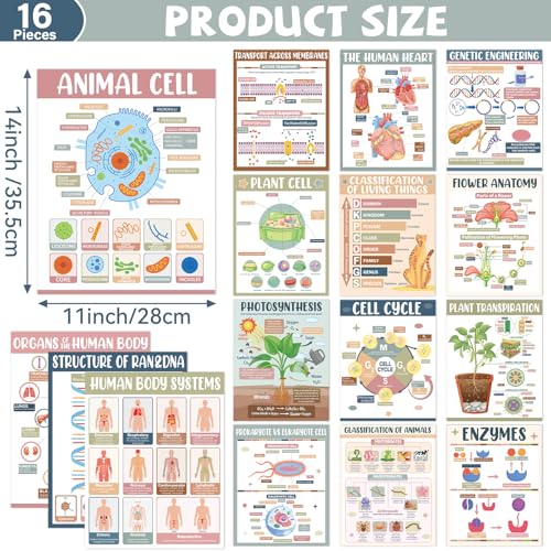 Yiaoyinnz 16Pcs Warm Boho Biology Science Posters for Classroom - color: warm