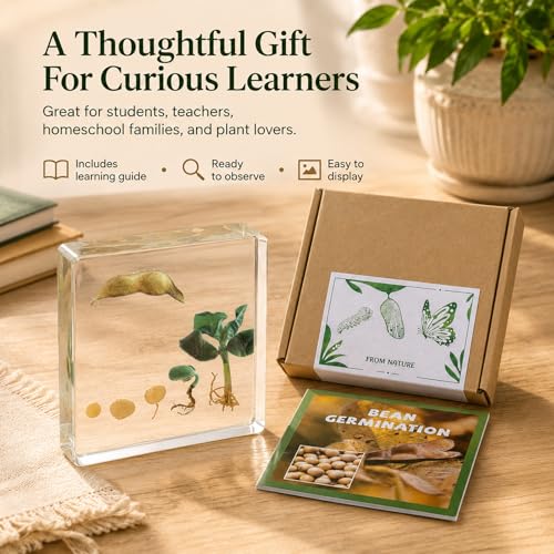 Bean Germination Resin Specimen,5 Stages of Bean Seed Growth Preserved in Clear Resin, Biology Teaching Aid,Homeschool Science,Unique Home Office Desk,Gift (3.74×3.74×0.79 in)