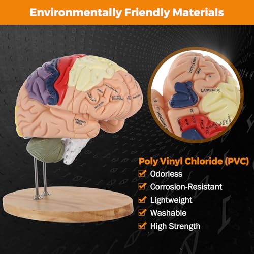 BEAMNOVA Human Brain Model, 2 Times Life Size Detachable Anatomy Model