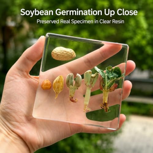 Peanut Germination Resin Specimen Kit - 5 Stages of Peanut Seed Growth Preserved in Clear Resin,Biology Teaching Aid,Homeschool Science,Unique Home Office Desk,Gift (3.74×3.74×0.79 in) - color: Peanut Germination