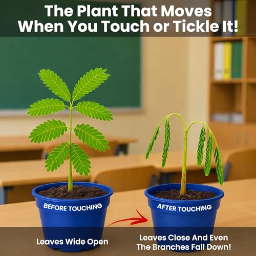 TickleMe Plant Deluxe Family Greenhouse Kit - Grow the Playful Plant that Closes Its Leaves When Tickled! Includes Mini Greenhouse, 3 Seed Packets, Soil Pellets & Pots - Fun Indoor Gardening Gift - style: Greenhouse Kit
