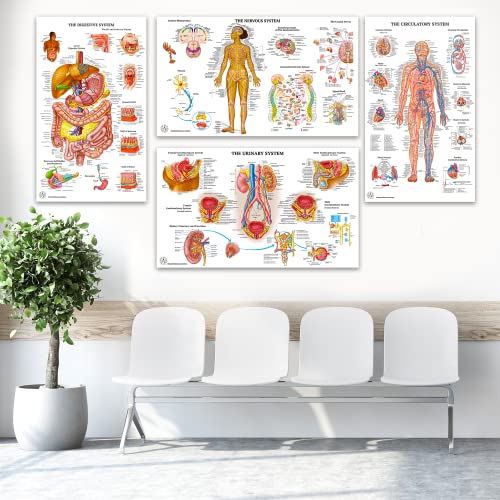 11 Human Anatomy Posters for Walls 18x30 - Medical Posters - Health Posters