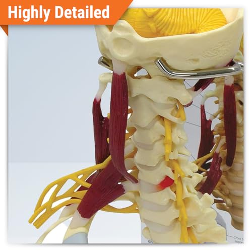 GPI Anatomicals Deluxe Muscled Cervical Vertebrae Model, Spine Model - style: Deluxe Muscled Cervical Vertebrae Model