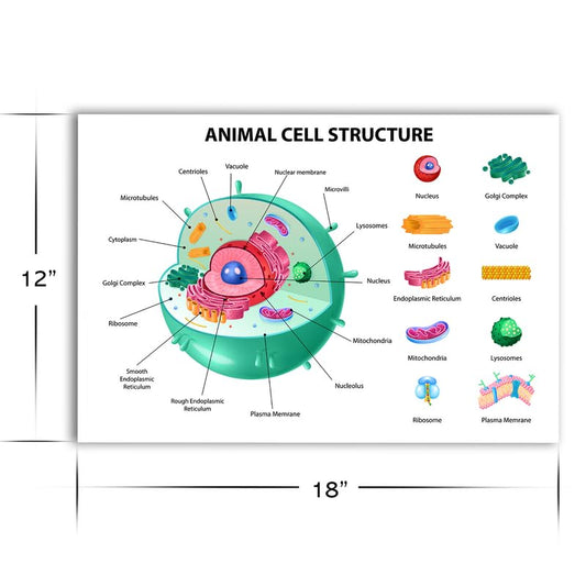 Animal Cell Structure Science Biology Anatomy Educational Poster - 12 x 18 Inch Premium Gloss - For Classrooms, Dorms and Home Decor - Made in USA - FHJP0520