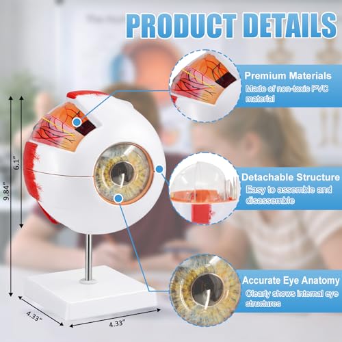 Eye Anatomy Model, 6X Enlarged Eyeball Model, Human Eye Anatomical Model