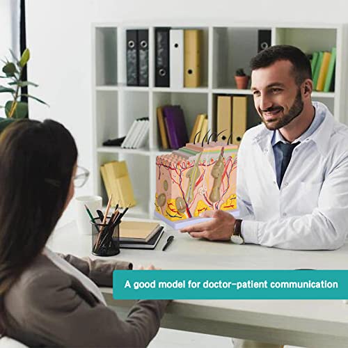 Skin Anatomy Model - Skin Diagram Model Human Anatomy Skin Model Skin Structure 50X Magnification Model with Hair - color: 50X