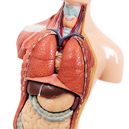 Generies 15 Pcs Removable 3D Human Torso Anatomy Model, 11 inch