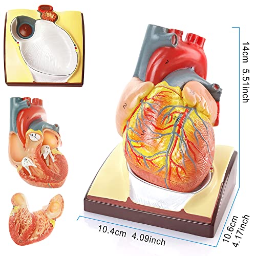 Anatomy Model Bundle Set of 3 - Human Body, Heart, Torso & Skeleton